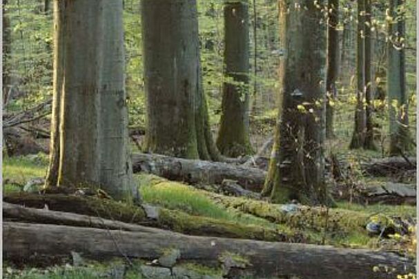 NP Steigerwald Buchen